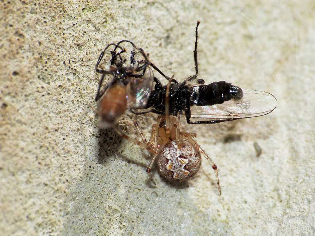 Theridion sp. - Ostia (RM)